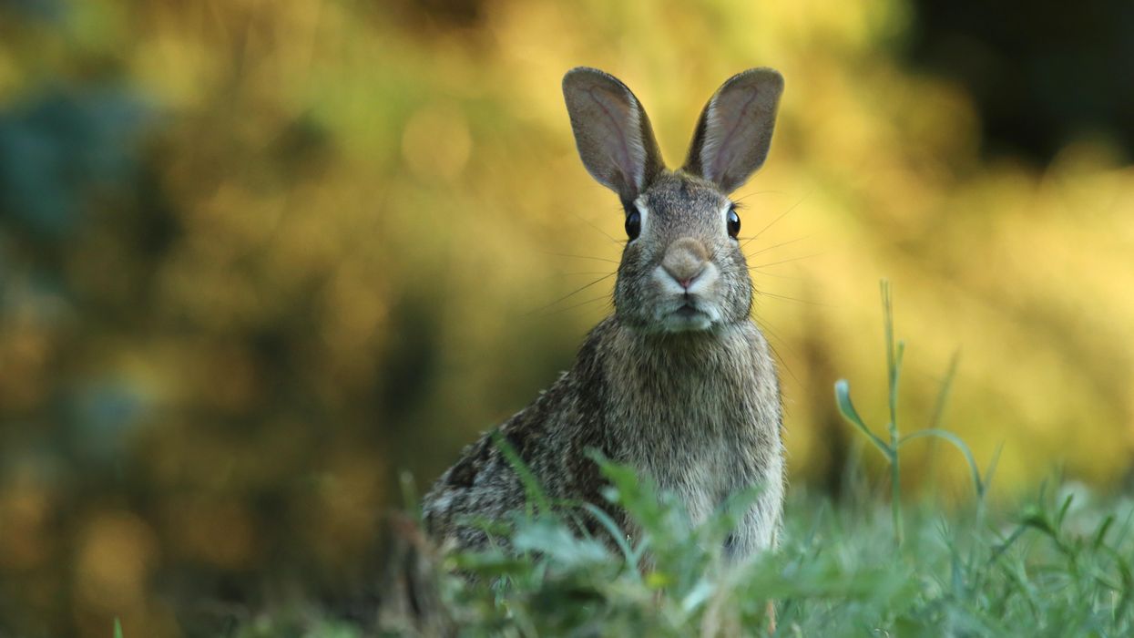 People Describe The Creepiest Internet Rabbit Hole They've Ever Gone Down