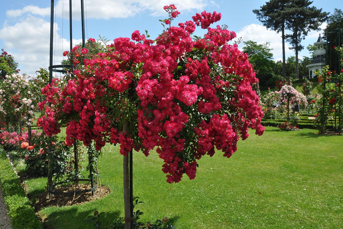 Una pioggia colorata di petali e foglie riesce a sconvolgere una vita perfetta