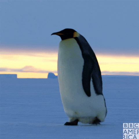 penguin walking GIF