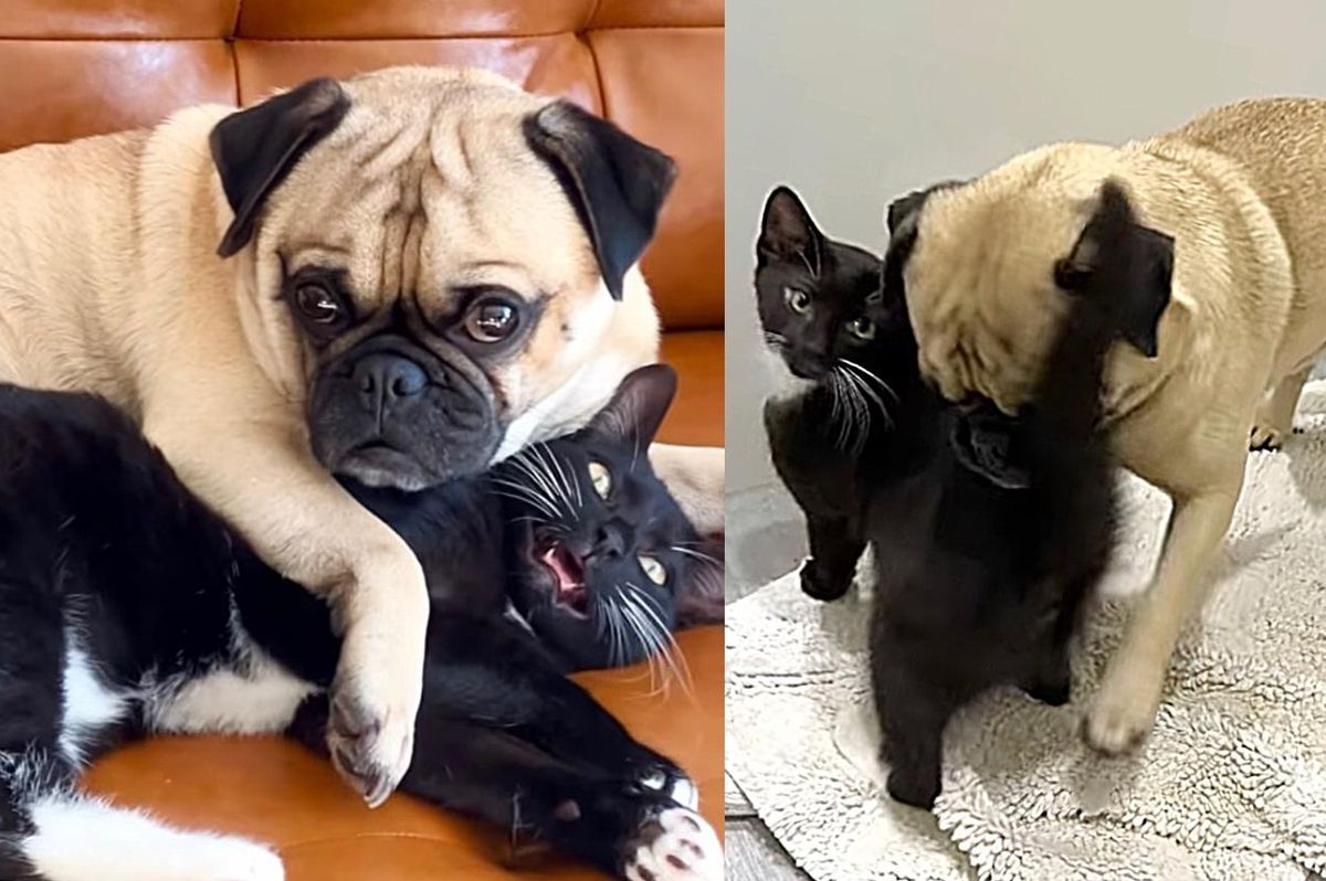 Kitten Comes to Family for a Second Chance and is Now Obsessed with Their Dog