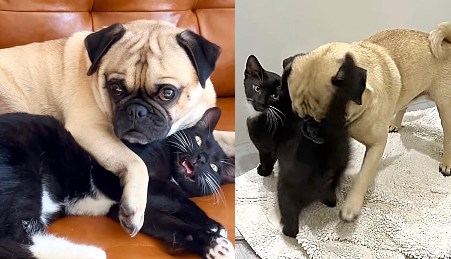 Kitten Comes to Family for a Second Chance and is Now Obsessed with Their Dog Love Meow