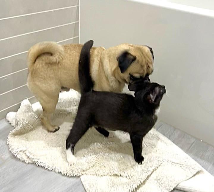 pug dog kitten friends