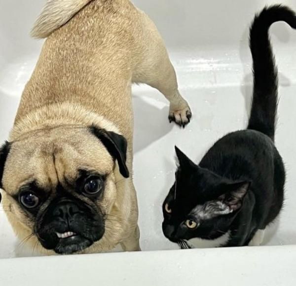 pug dog kitten friends