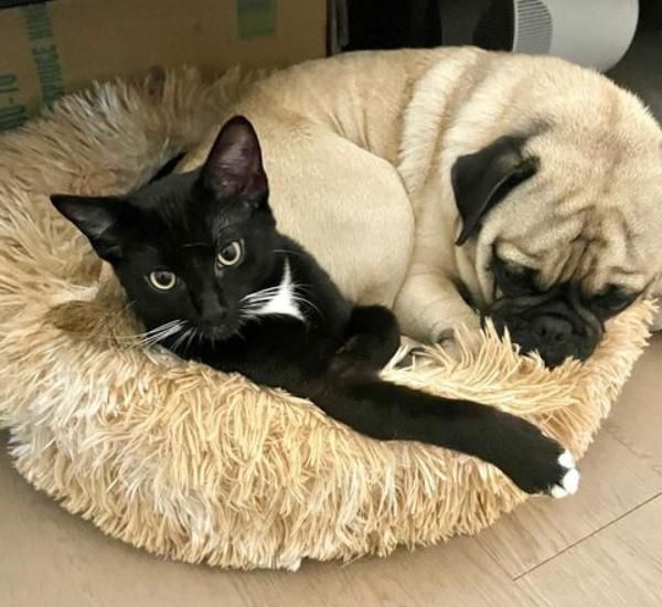 sylvester cat cooper dog