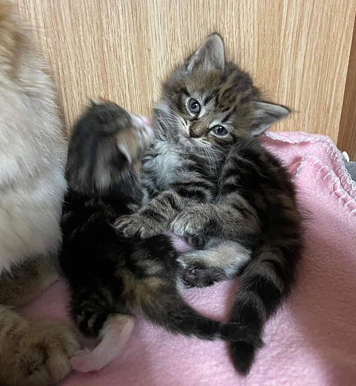 tabby kittens snuggles