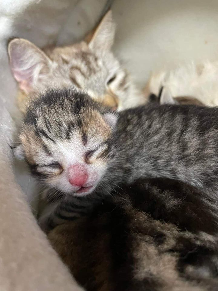 tabby baby kitten
