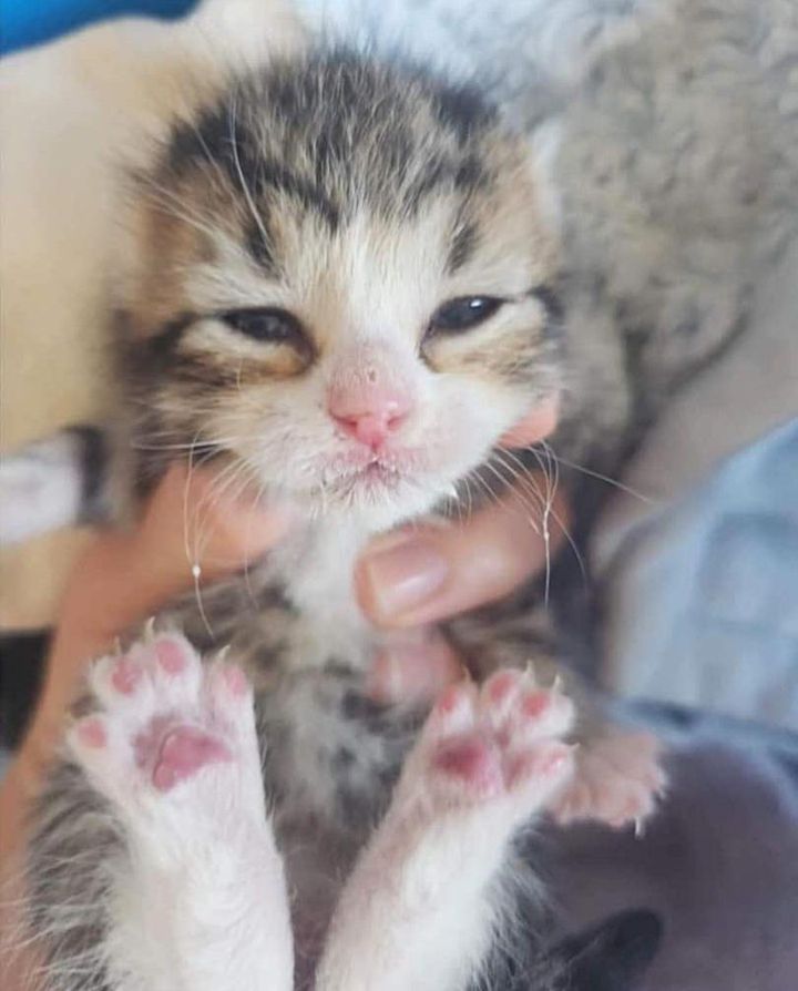 eyes open kitten