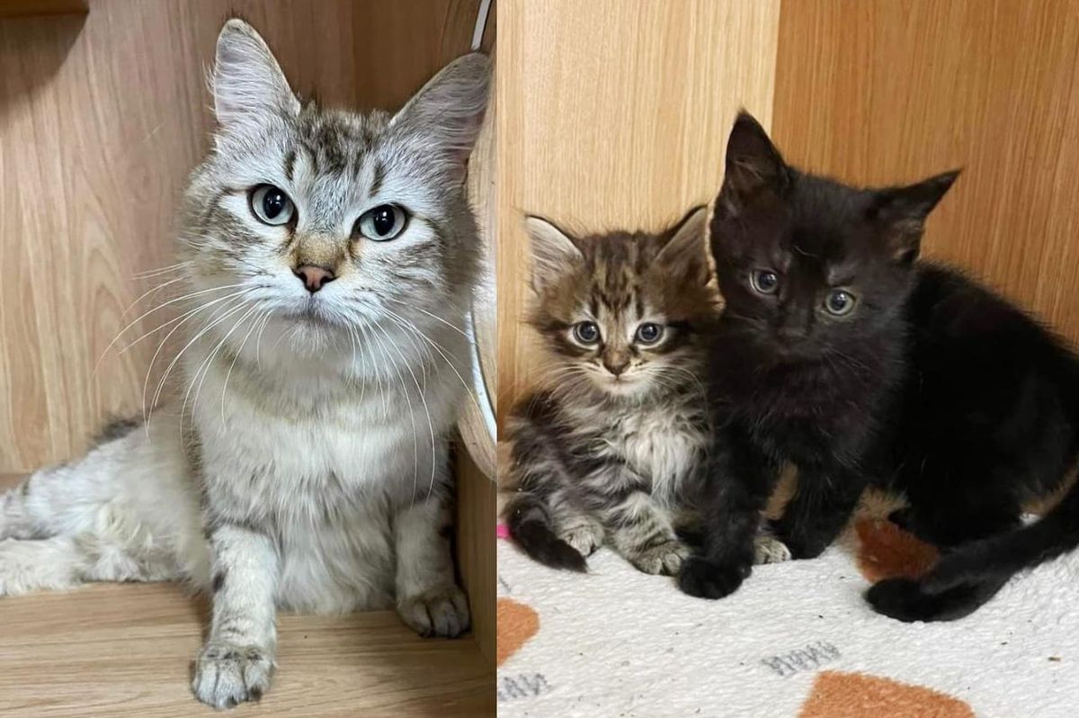 Cat Has Been Raising Kittens from Different Litters, is So Relieved When Someone Comes to Help Her