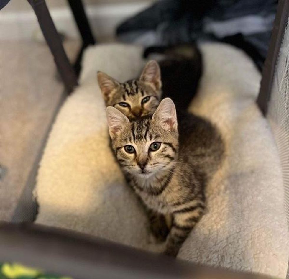 Man Spots Two Kittens Running Around Building and Ends Up Caring for ...