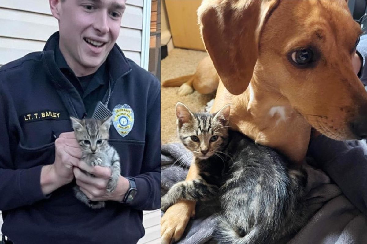 Man Spots Two Kittens Running Around Building and Ends Up Caring for Them with the Help of a Dog