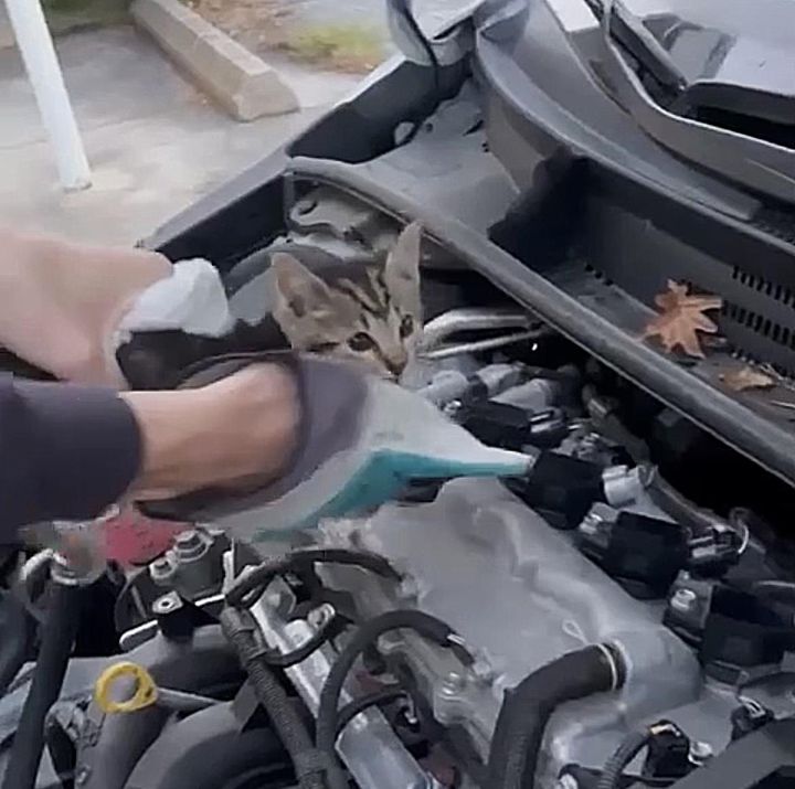 kitten car engine