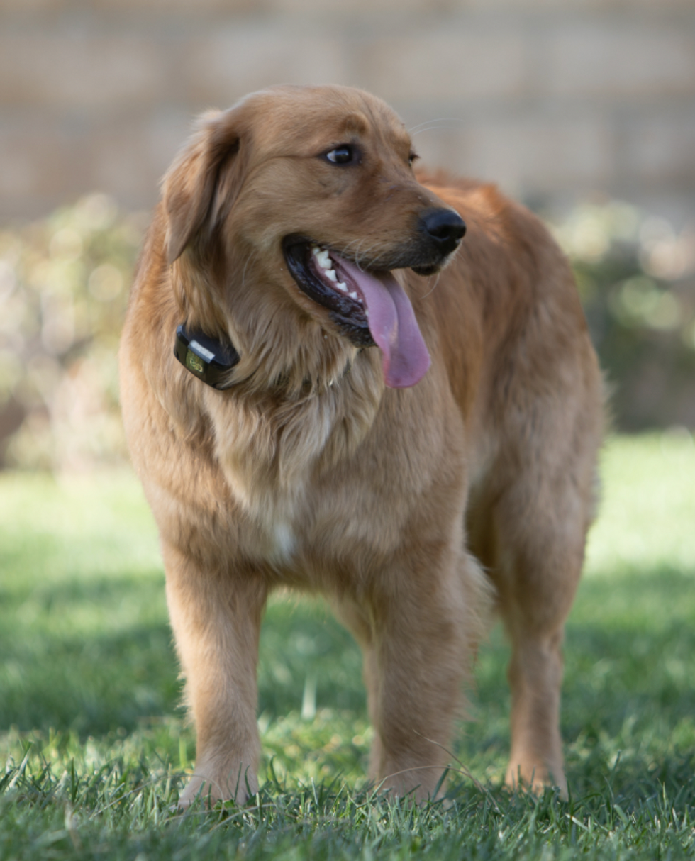a photo of a dog wearing Wagz Freedom Collar