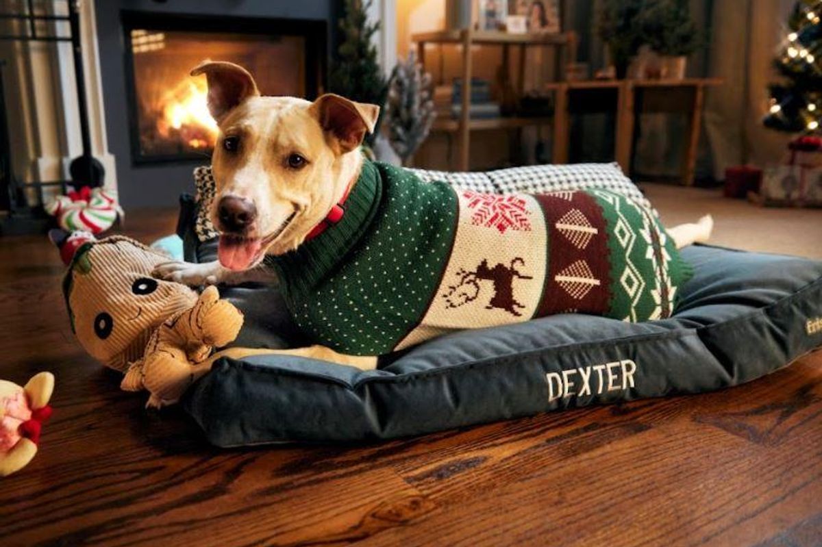 chewy, chewy claus, dog toys