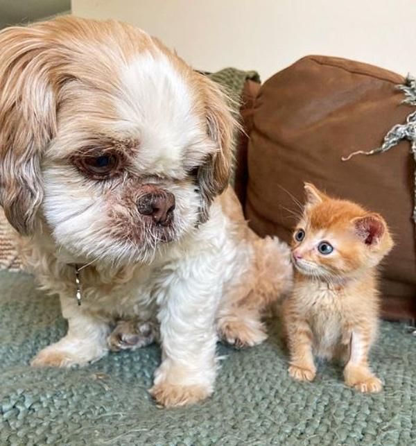 dog kitten friends