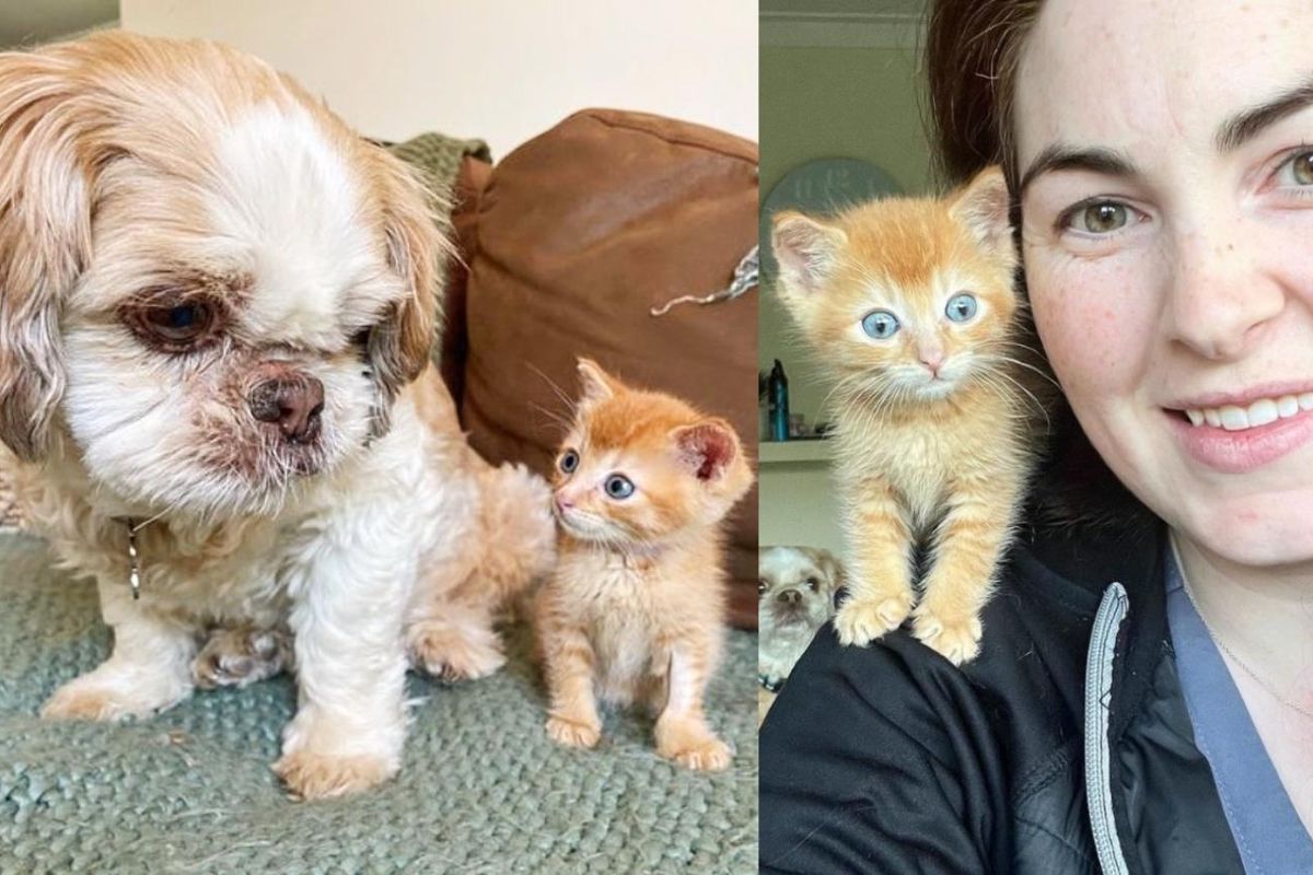 Kitten Gets a Whole Team to Help Him Breathe Better, He Turns into the Happiest Shoulder Cat