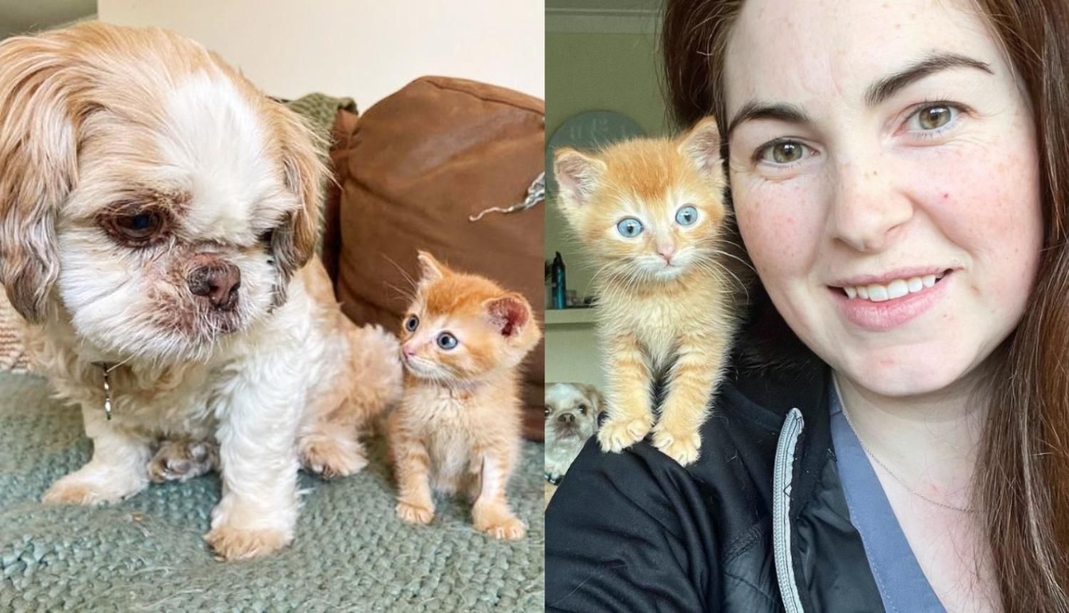 Kitten Gets a Whole Team to Help Him Breathe Better, He Turns into the ...