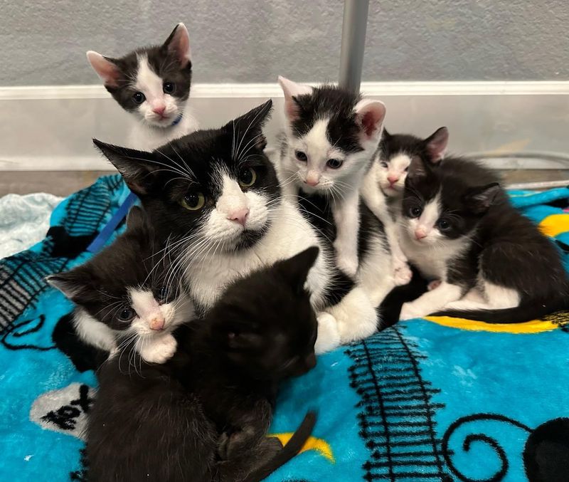 tuxedo cat kittens