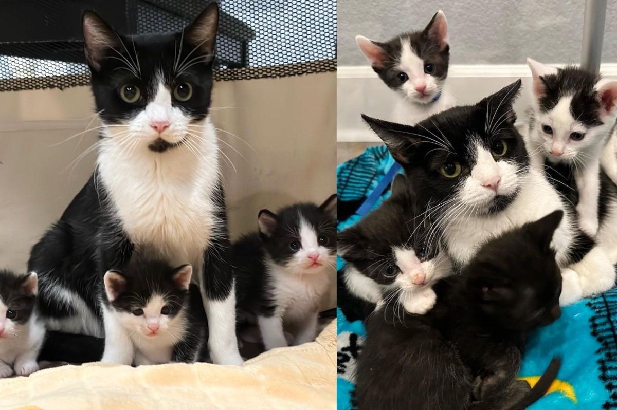 Cat Starts to Open Up When She Realizes Her Six Look-alike Kittens are in Best Hands