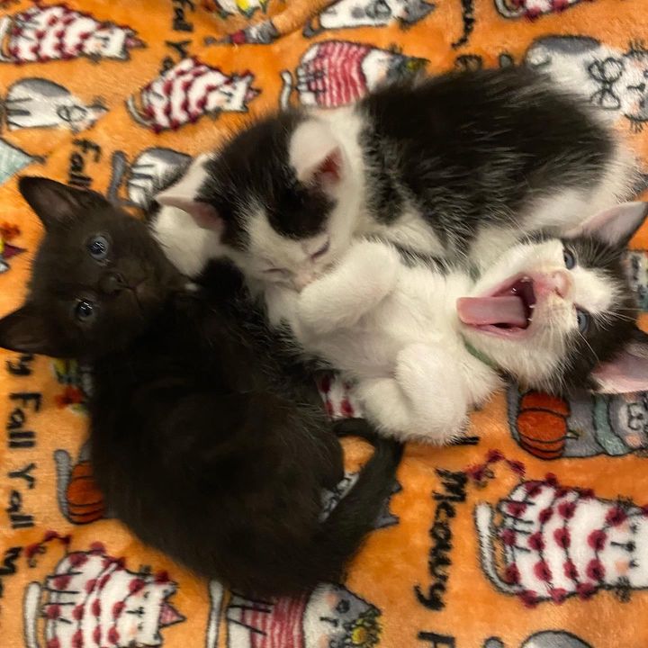 adorable tuxedo kittens
