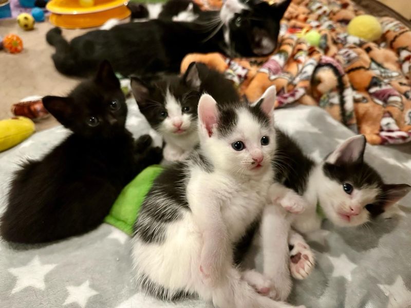 kittens cuddle puddle