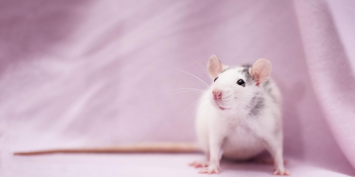 Researchers Discover Rats Bopping Their Heads to Lady Gaga