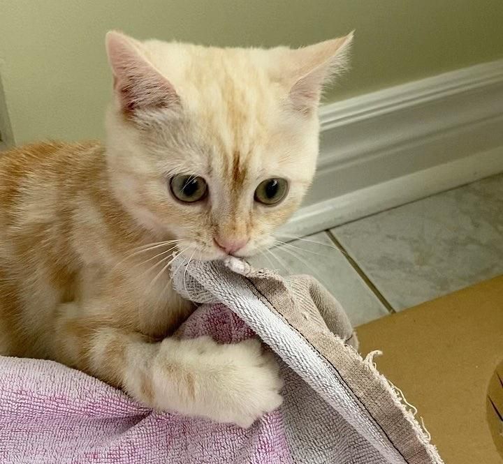 Kitten kneading outlet and biting blanket