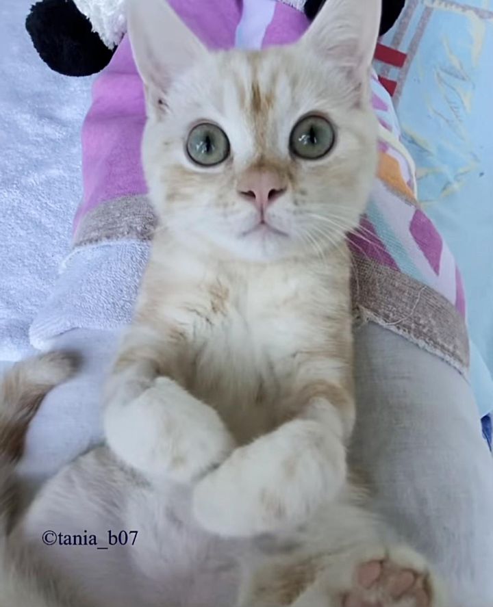 lap cat mikey