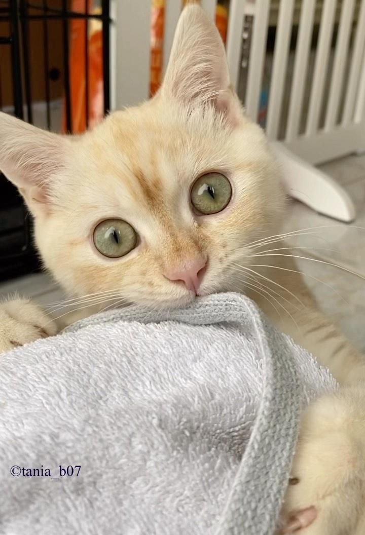 blanket kitten