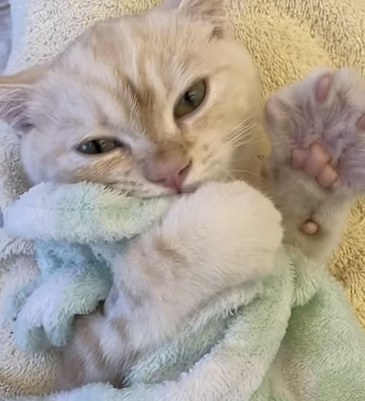 blanket kitten mikey