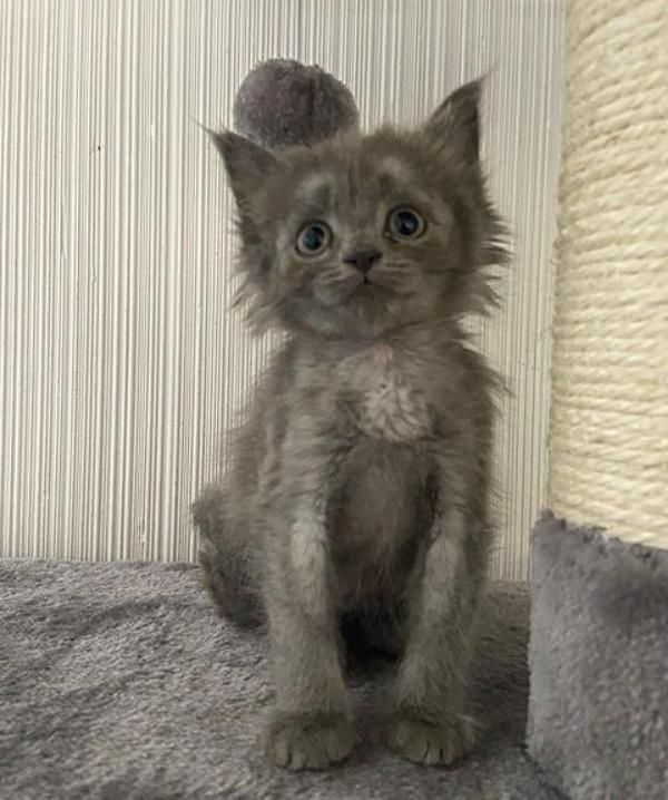 fluffy grey kitten