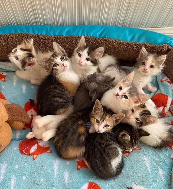 cuddle puddle kittens