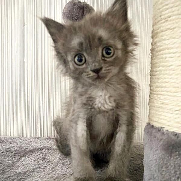 cute fluffy kitten