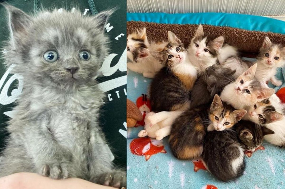 Kitten is Accepted by a Cat and Her Litter of Eight and It Changes Everything