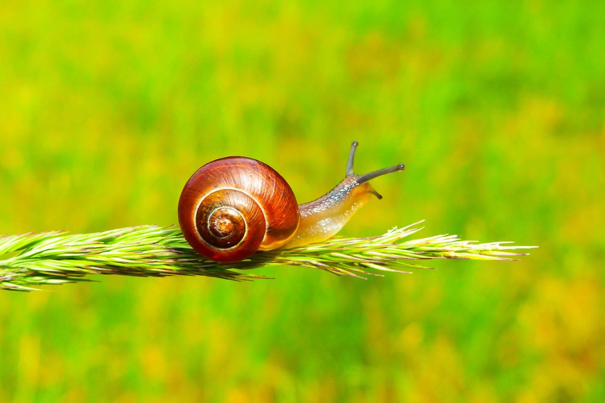 snail mucin