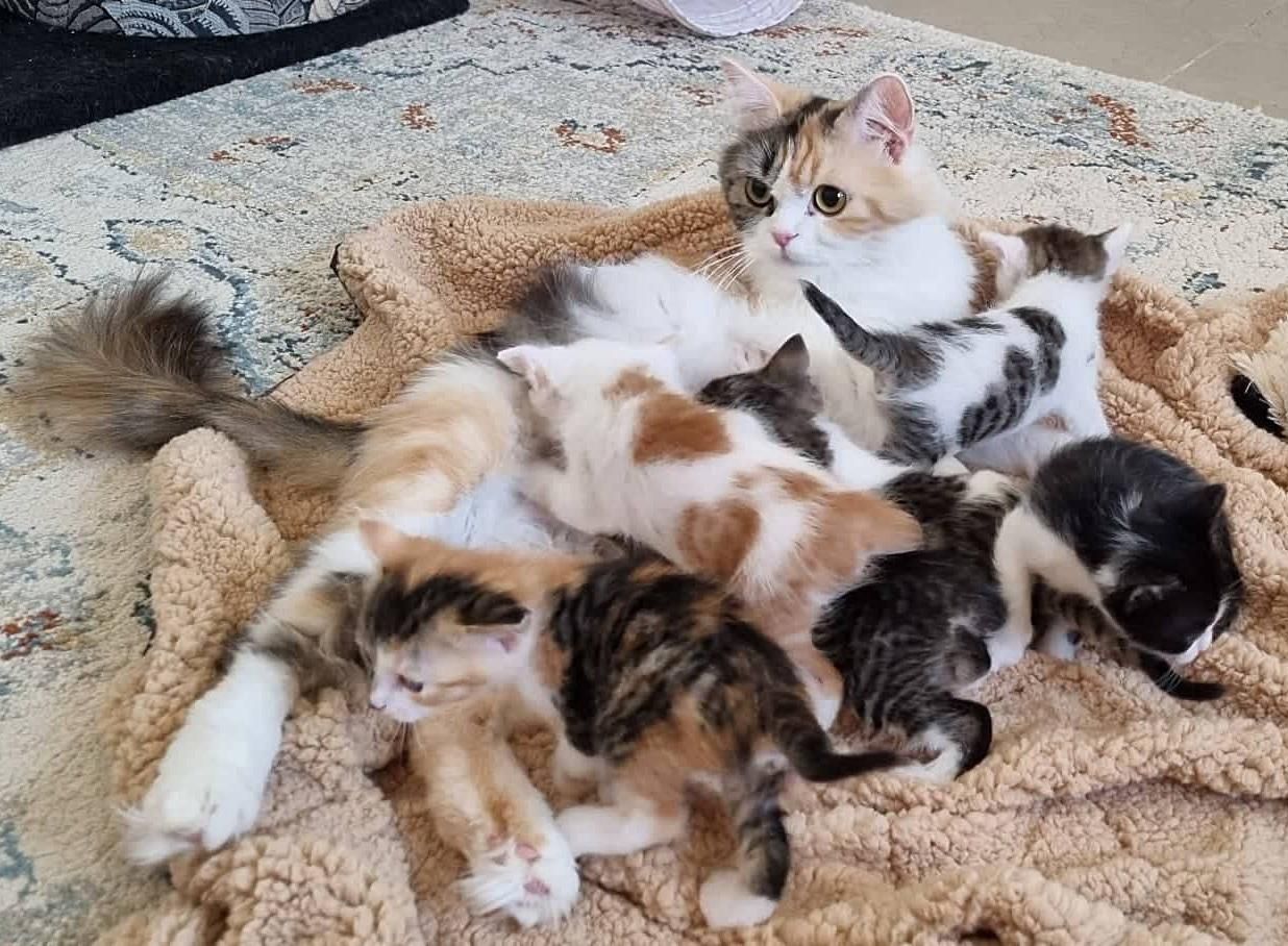 Pregnant calico hot sale cat