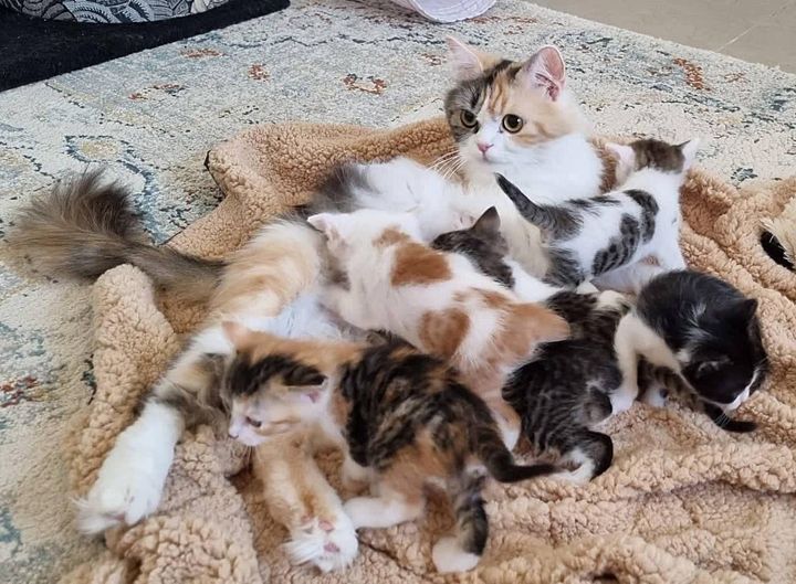 calico cat nursing kittens