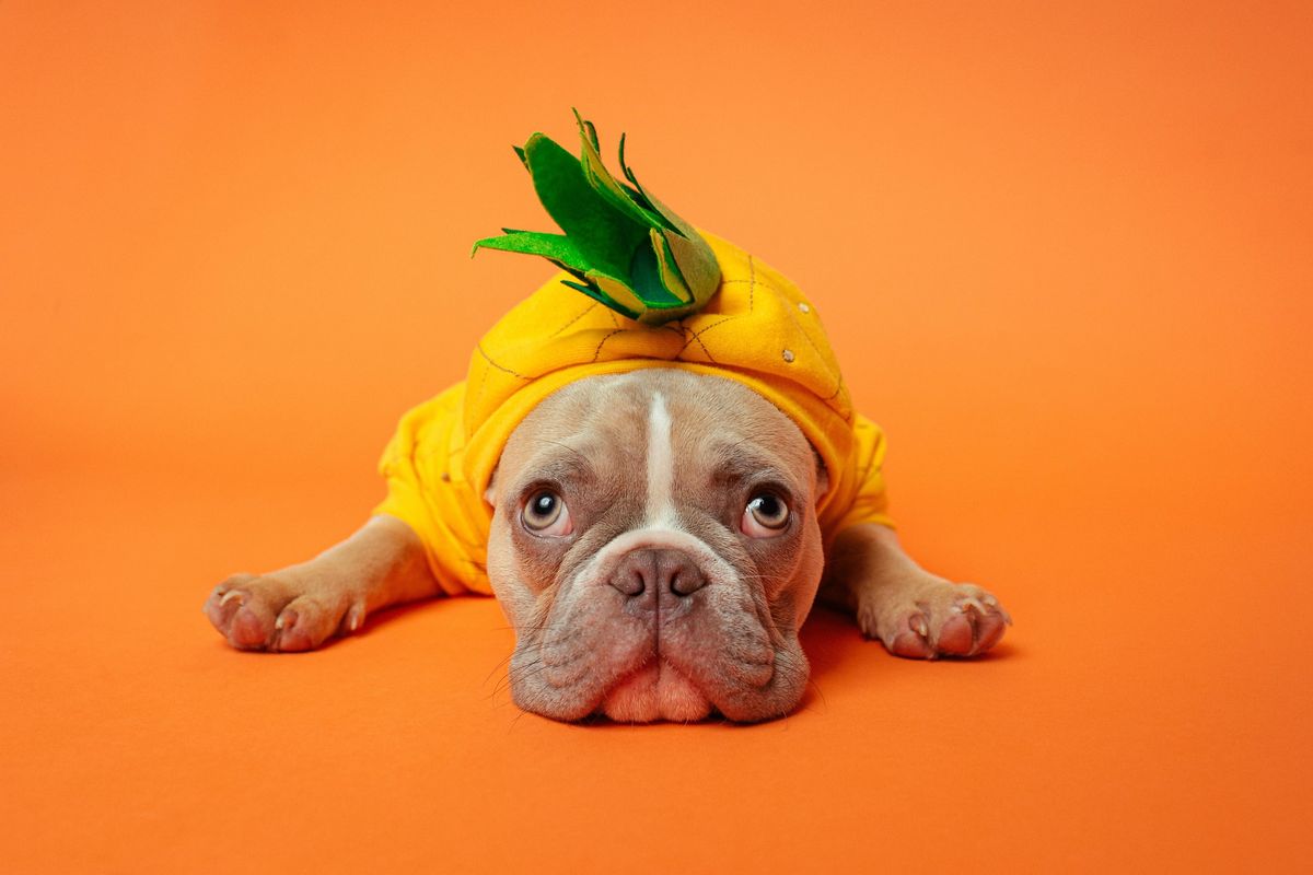 Dog in a Halloween costume