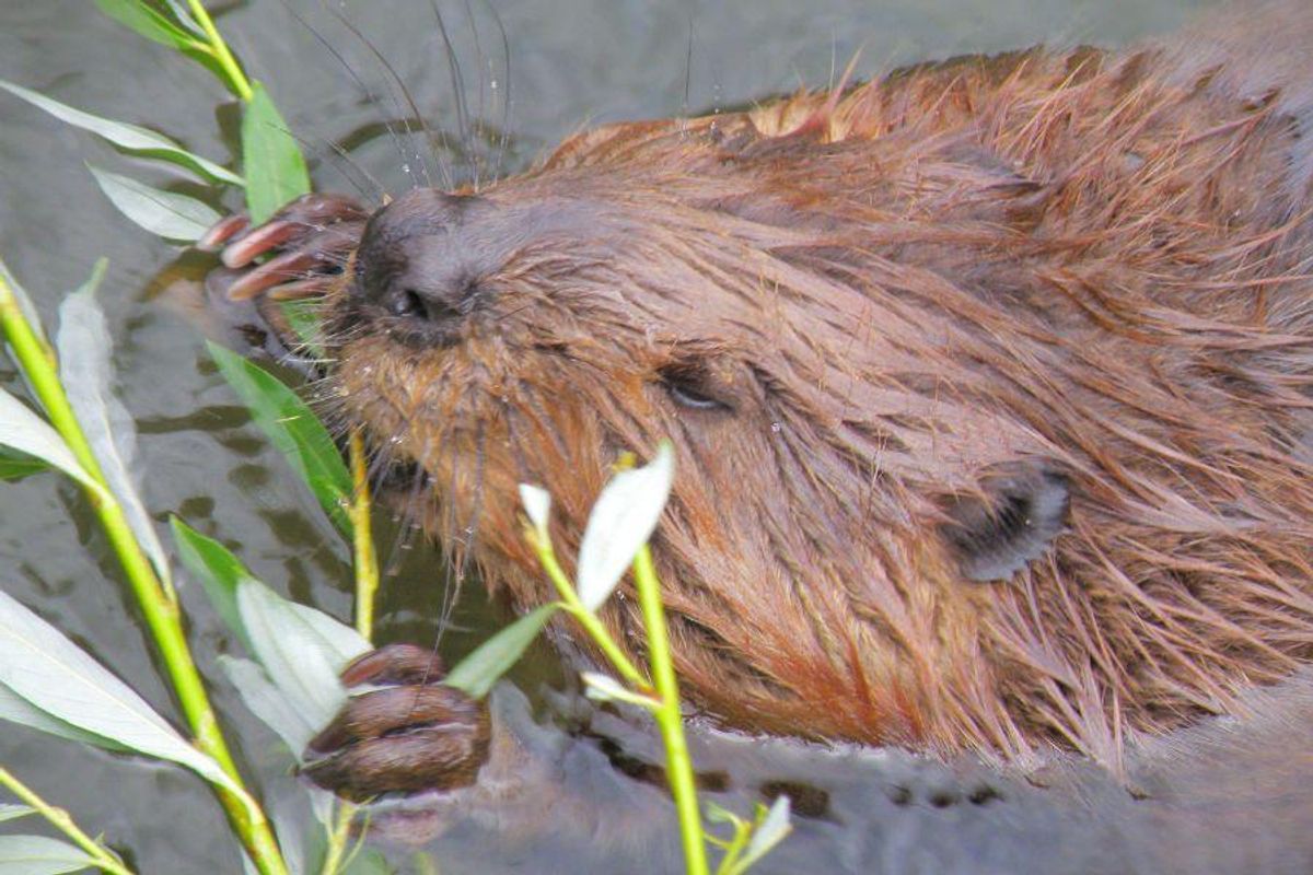 Beaver; dam; wildlife rescue
