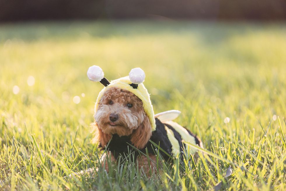 Dog dressed as buble bee for Halloween