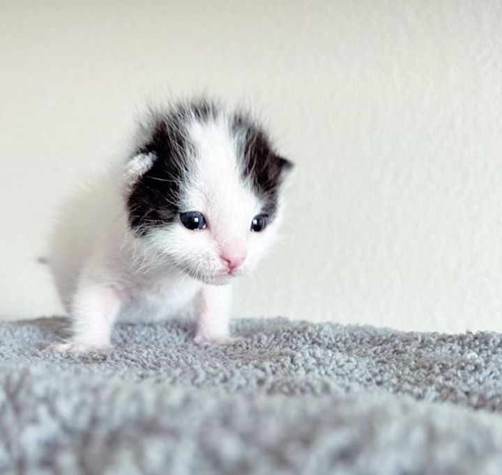 kitten learning to walk