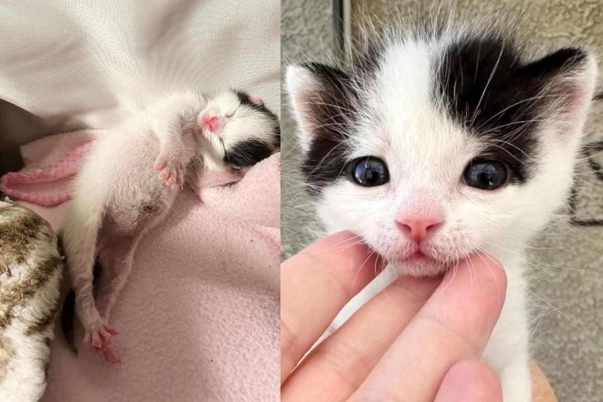 Couple Work Side by Side to Change the Life of a 4-day-old Kitten After Rescuing Him as an Orphan
