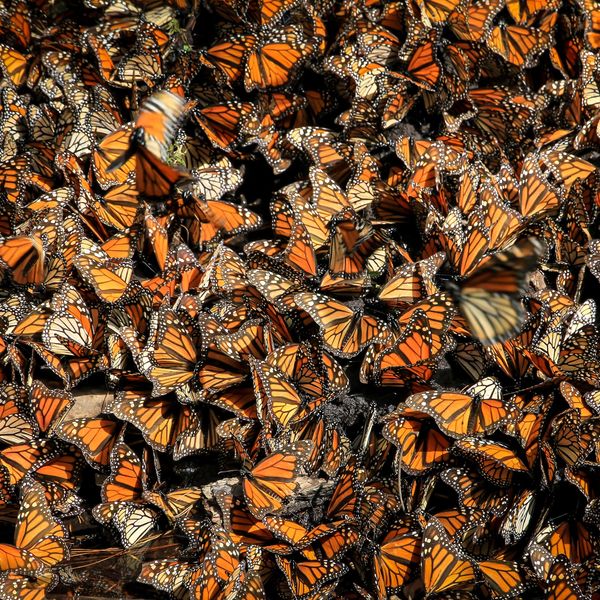 TIME for Kids  Monarch Butterflies Endangered