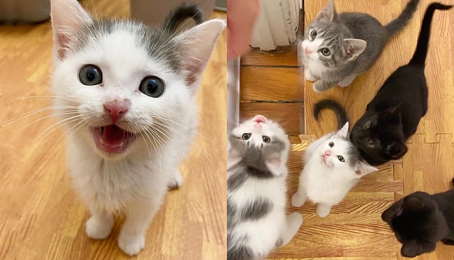 Kittens Turn into Cutest Kitty Choir and Befriend a Dog After