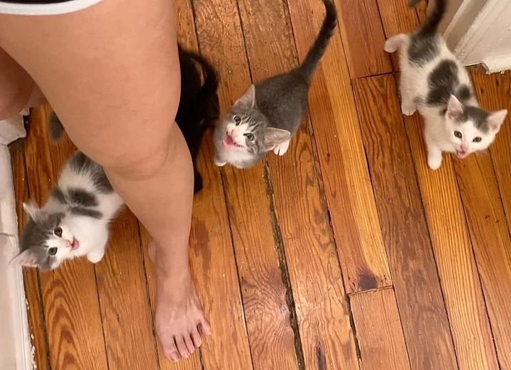demanding kittens