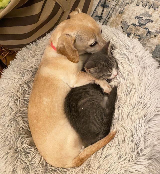 dog hugs kitten