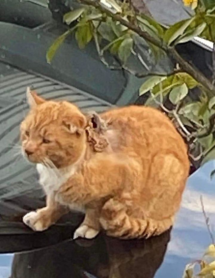street cat orange