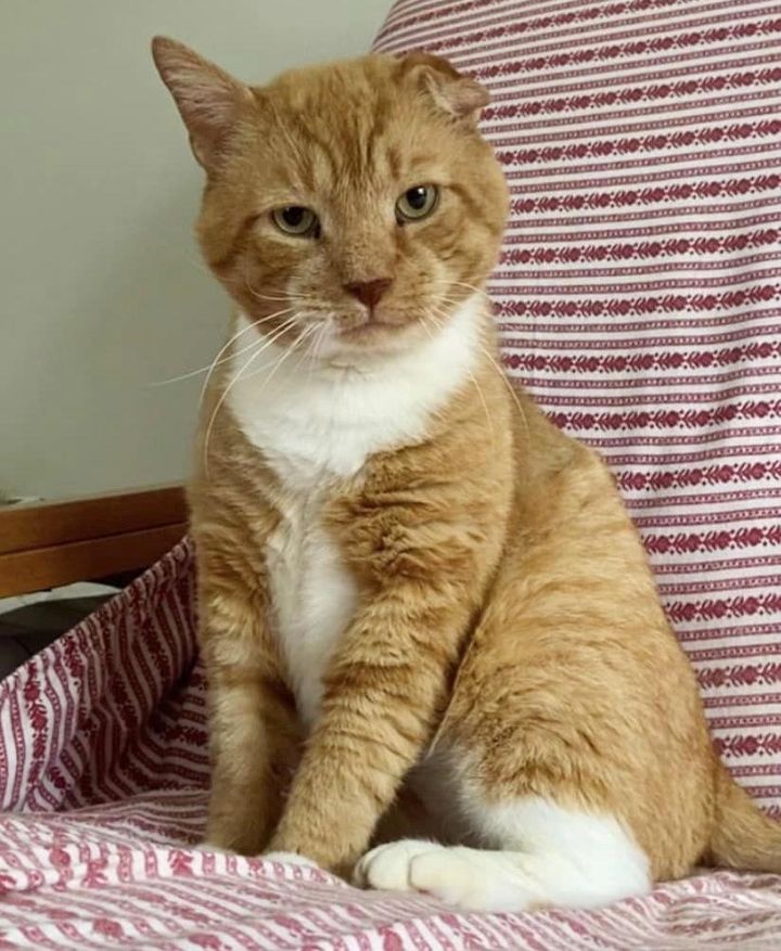 handsome orange cat garfield