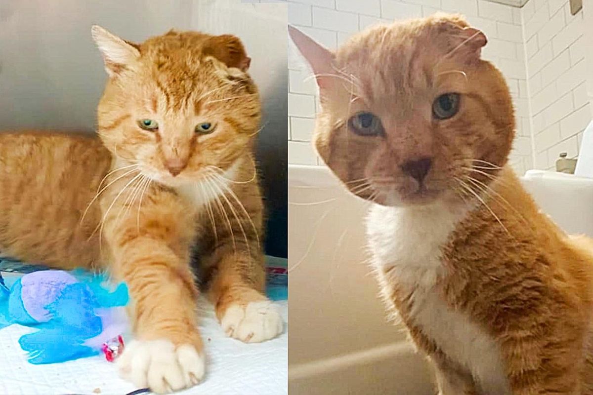 Cat Transforms Completely After Years Living Outside, Finally Has What He's Been Searching for