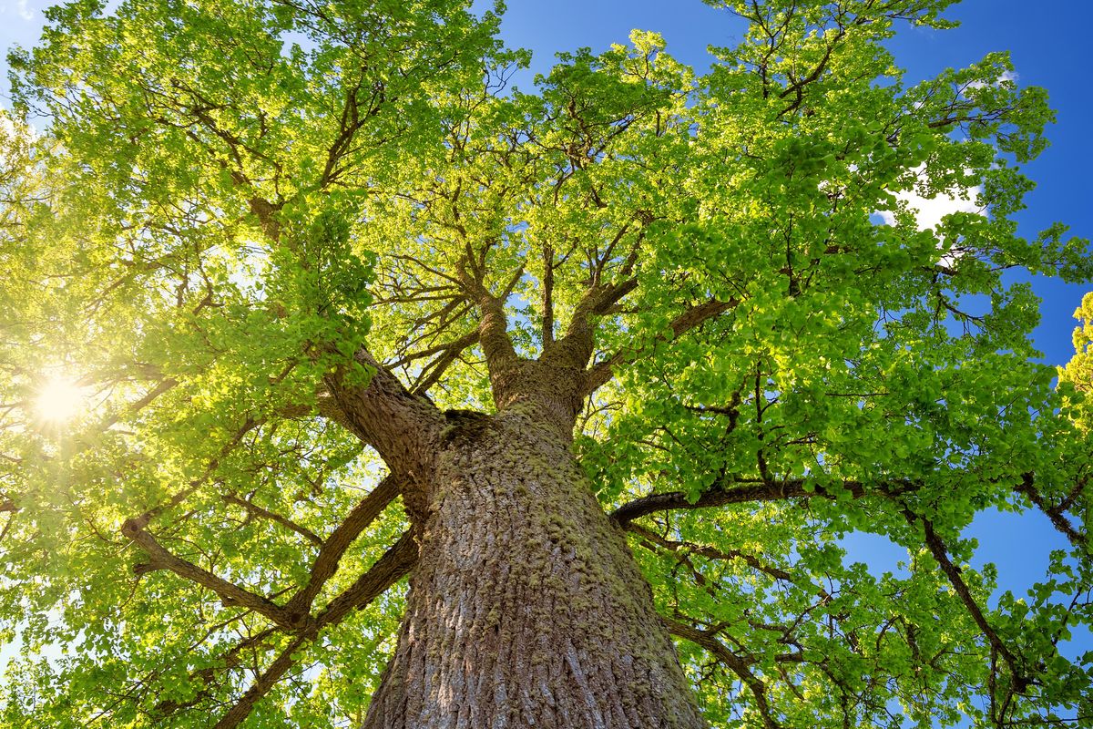 L’albero misterioso che regala un angolo di verde in mezzo alla città