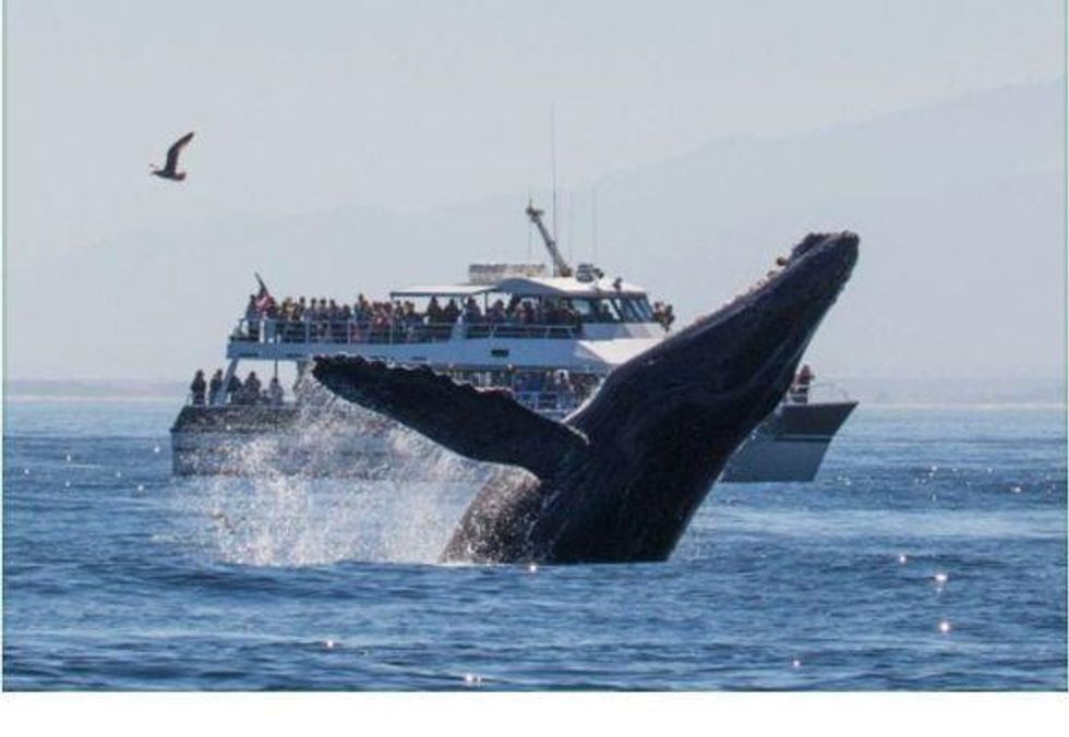 Broome Whale Watching Experience The Majestic View of Oceans With Whale